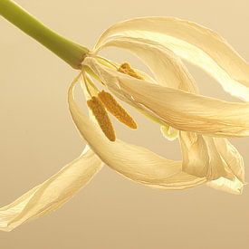 Witte tulp in wit van Wilma Overwijn