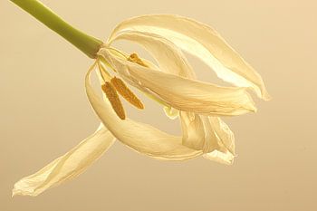 Weiße Tulpe in weiß