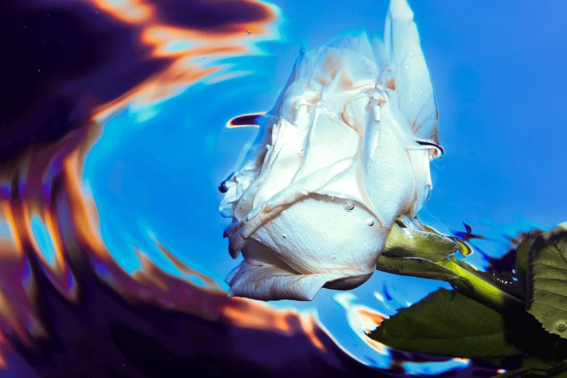 UNDERWATER ART by LISA DC