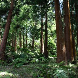 Waldpark der Siete Fuentes von Margot van den Berg