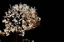 Dried flower of hydrangea by Ulrike Leone