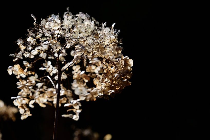 Fleur séchée de l'hortensia par Ulrike Leone