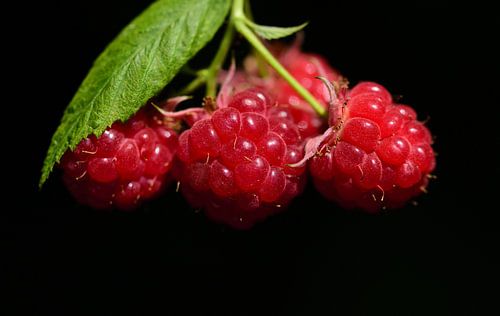 three red raspberries against a black background