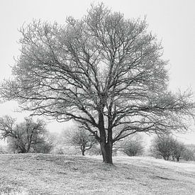 Winterwonderland van Bob Bleeker