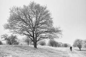 Le pays des merveilles de l'hiver