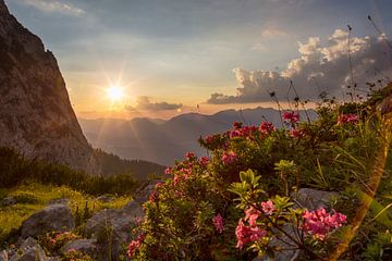 Alpine Roses by Fabian Roessler