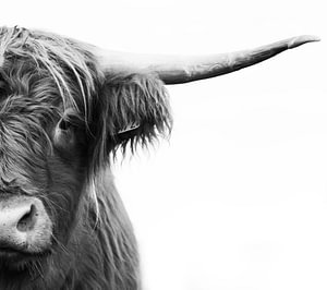 Schottischer Highlander Halbporträt in schwarz-weiß