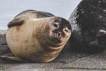 winking seal by Driek Steegmans