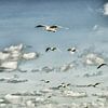 Vliegende meeuwen in de lucht van Patricia Hofmeester