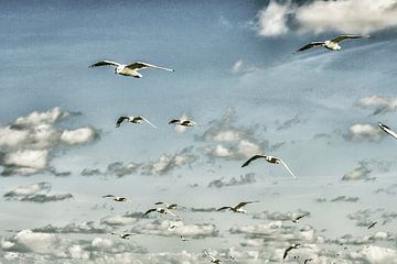 Flying seagulls in the sky by Patricia Hofmeester