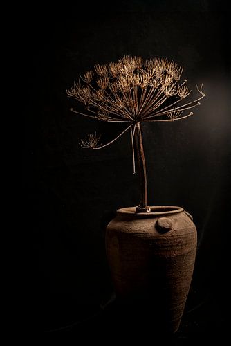 Still life with a dried hogweed by SO fotografie
