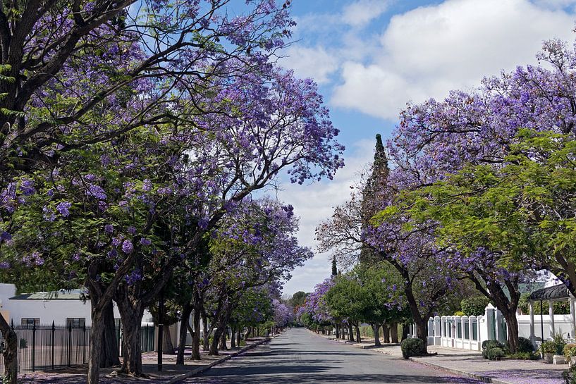 Graaff Reinet van gea strucks