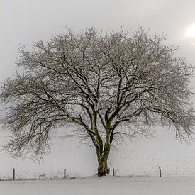 Paysage d'hiver hollandais #3 sur Mark Bolijn