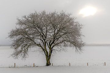 Paysage d'hiver hollandais #3