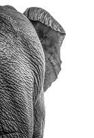 Olifant