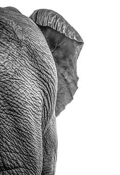 Elephant by Hennie Zeij