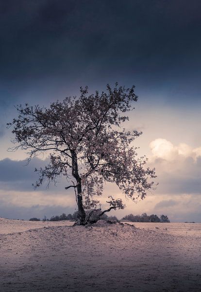 Loonse en Drunense Duinen van Monica Zimmermans