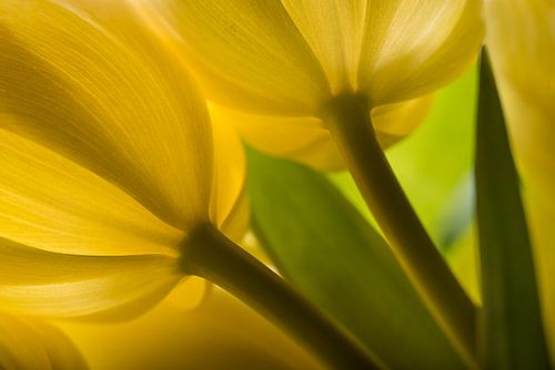 Lente! Twee gele tulpen samen tussen de anderen.
