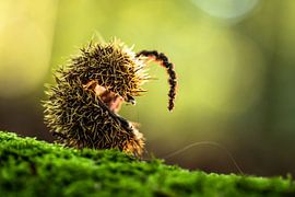 Kastanie von Astrid de Sonnaville