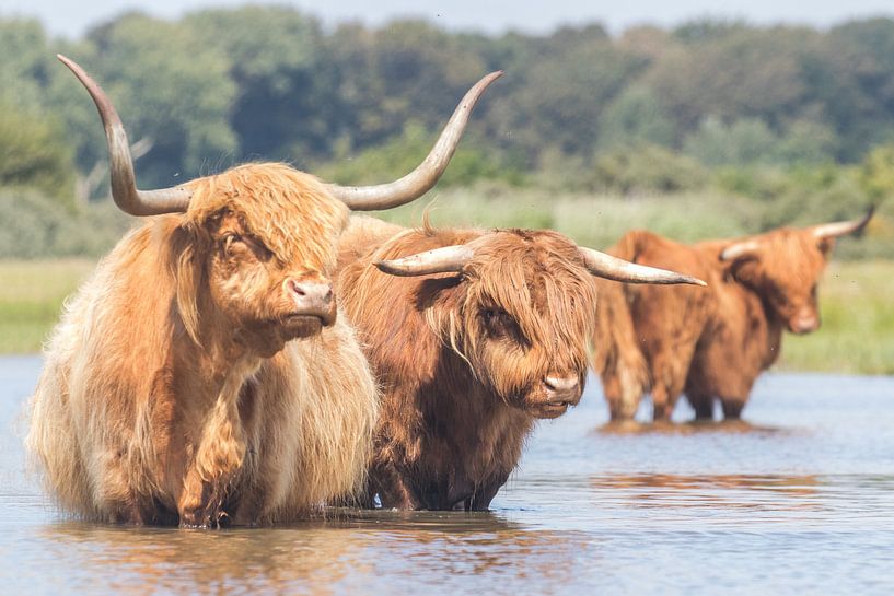 Les Red Scottish Highlanders dans l'eau par Anne Zwagers