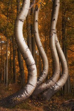 The dancing aspens IV by Martin Podt