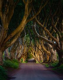 Dark Hedges by Steven Driesen