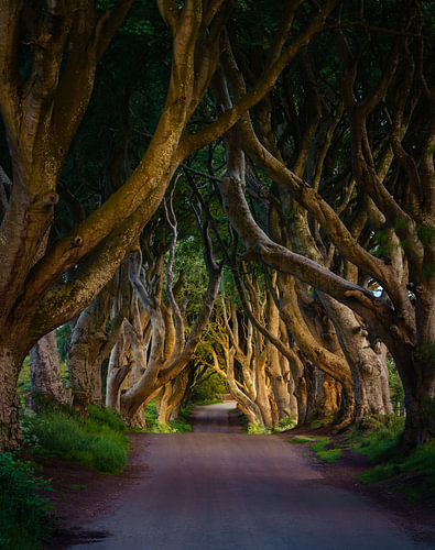 Dark Hedges