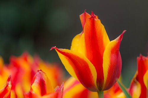 Tulip @ Keukenhof