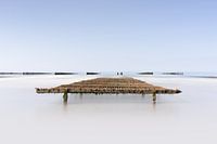 Mussel bed on the Opal Coast