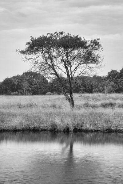 Dwingelderveld - Drenthe (Nerderland) by Marcel Kerdijk