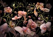 Orchidea mandarina von Olaf Bruhn Miniaturansicht