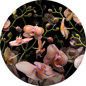 Orchidea mandarina van Olaf Bruhn