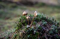 Mushrooms on moss after frost