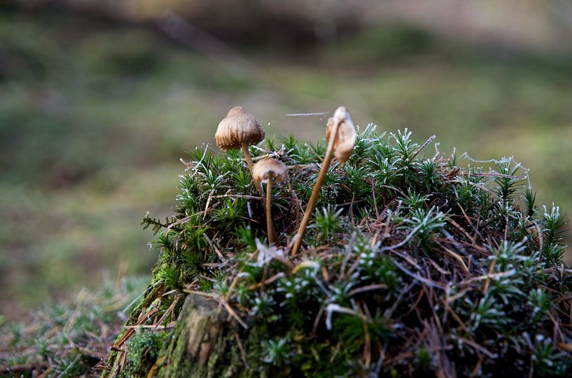 Pilze auf Moos nach Frost von Bart van Wijk Grobben