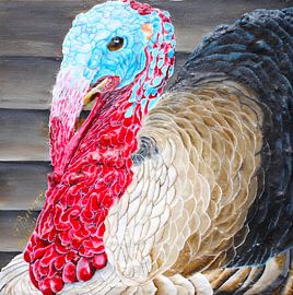 Fier comme une dinde domestique