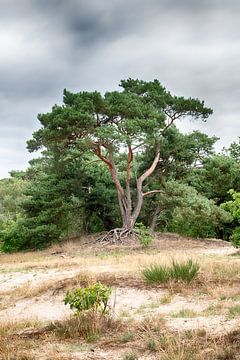 Portrait d'un arbre