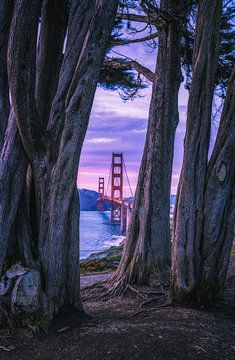 Golden Gate Cypres von Loris Photography