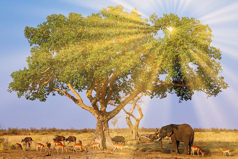 Beauty of South Africa by WiWo