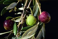 Olives sur fond sombre