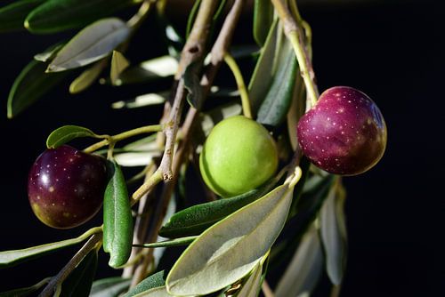 Olives against dark background
