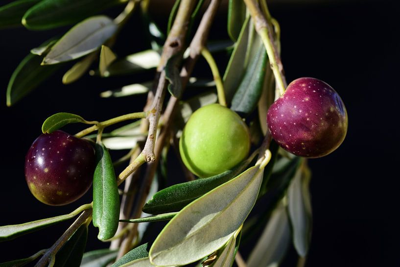 Olives against dark background by Ulrike Leone