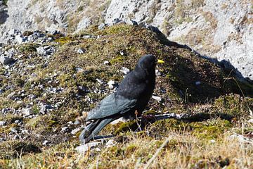 Très beau ️ - le Mondscheinspitze est un motif absolument évocateur : marquant, mystique et faisant partie de l'une des plus belles régions montagneuses entre le Karwendel et le lac Achensee avec le choucas. sur Miriam Schwarzfischer Fotografie