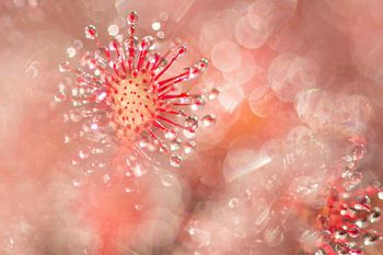 Sundew