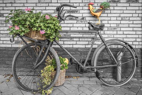 Oude Transsportfiets met haan