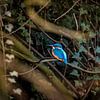 IJsvogel tussen klimop, kingfisher van Corrine Ponsen