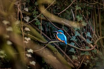IJsvogel tussen klimop, kingfisher van Corrine Ponsen