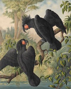 Schwarze Kakadus