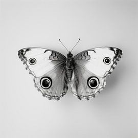 Vlinder van Poster Art Shop