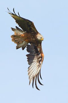 Red Kite in diving flight in England by Jeroen Stel