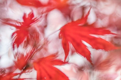 Red colors of Autumn